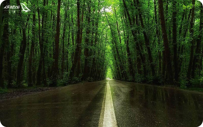 جنگل بکر در گیسوم