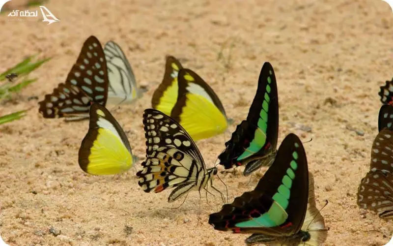 باع پروانه های بانتدی