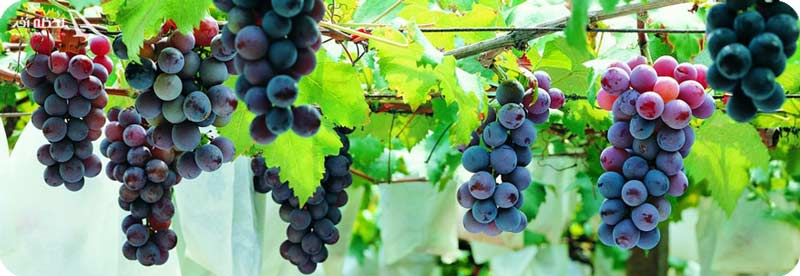 جشنواره انگور