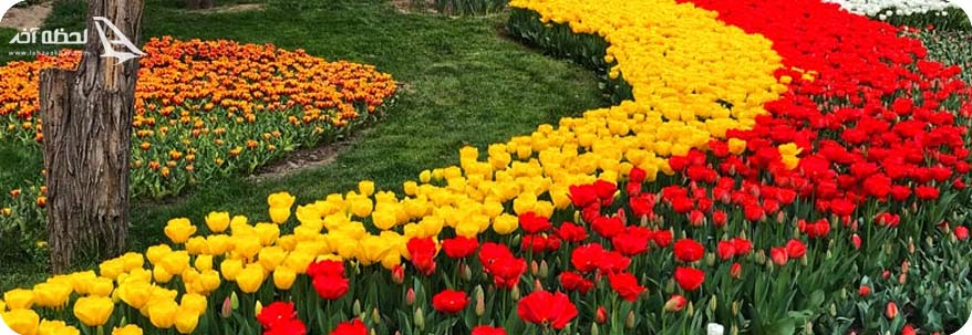 جشنواره لاله  های مشهد