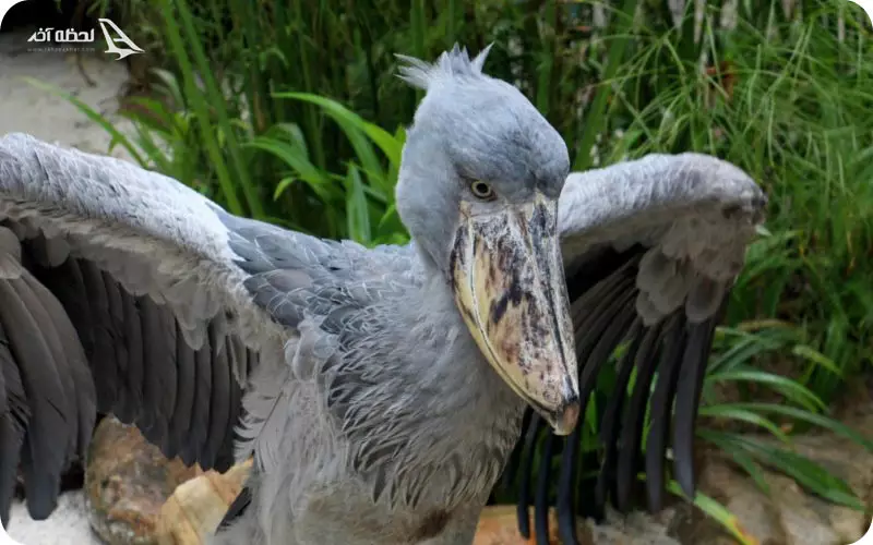 بخش های مختلف باغ جورونگ سنگاپور