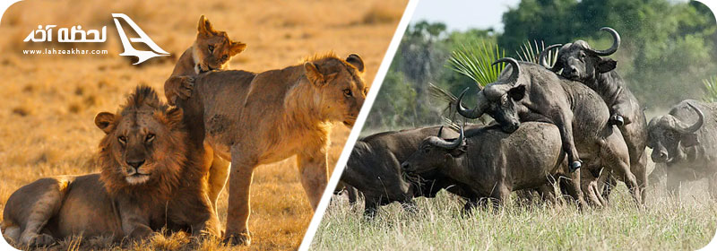 تور افریقا، تور سافاری سرنگتی