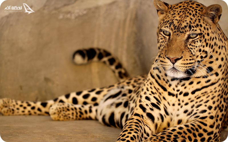 باغ وحش ارم تهران