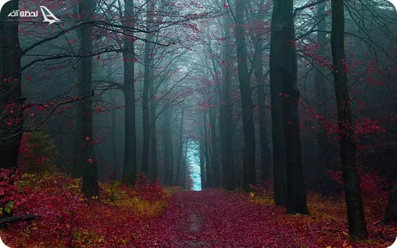 جنگل سیاه آلمان