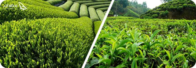 مزارع چای