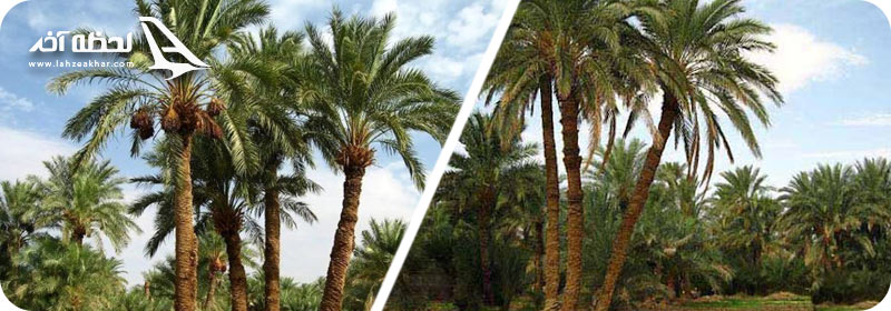 تصویر بهترین نخلستانهای کیش