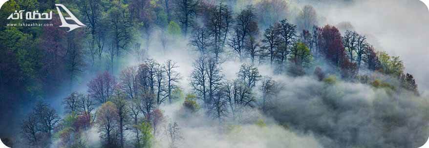 جنگل توسکستان در مه