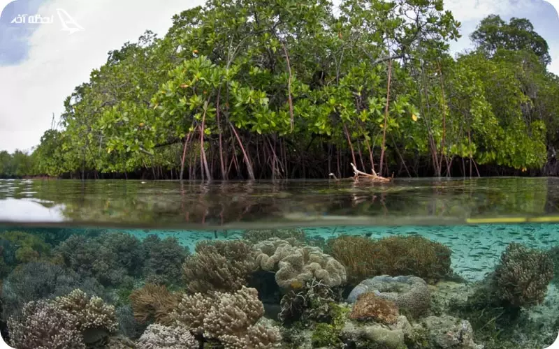 جنگل حرا قشم