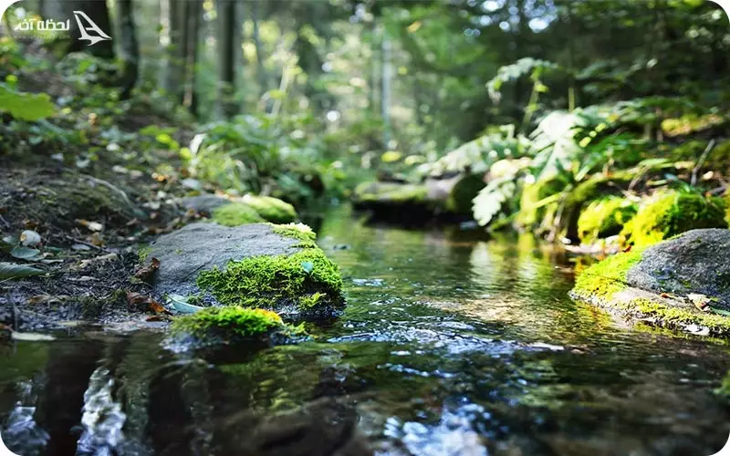 زیبایی جنگل جیغ