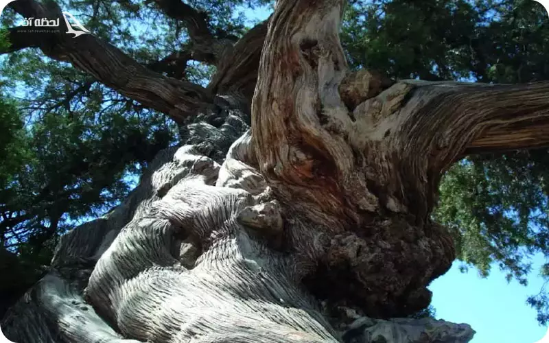 درخت سرو کهنسال روستای باغ فراگرد