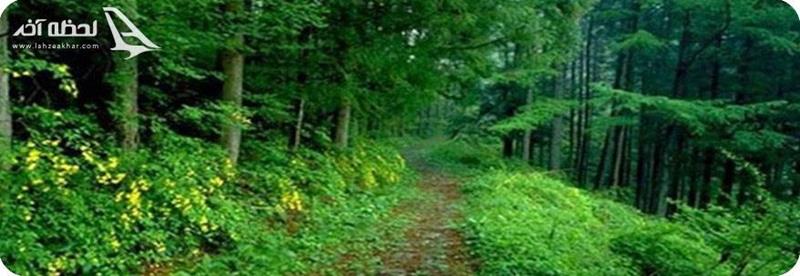 جنگل-هلی-دار-سوادکوه