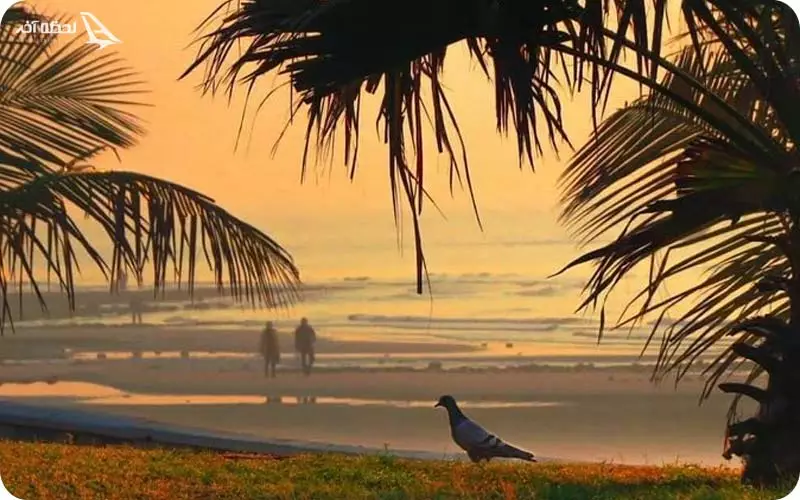 پارک زیتون قشم