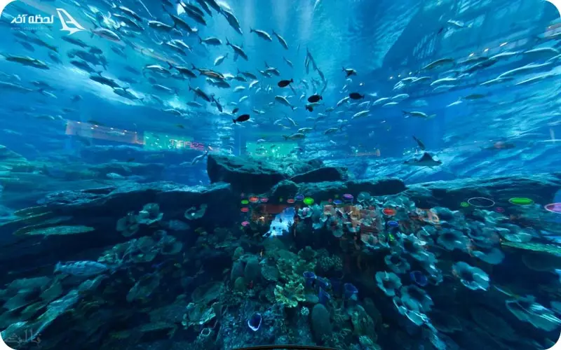 آکواریوم دبی