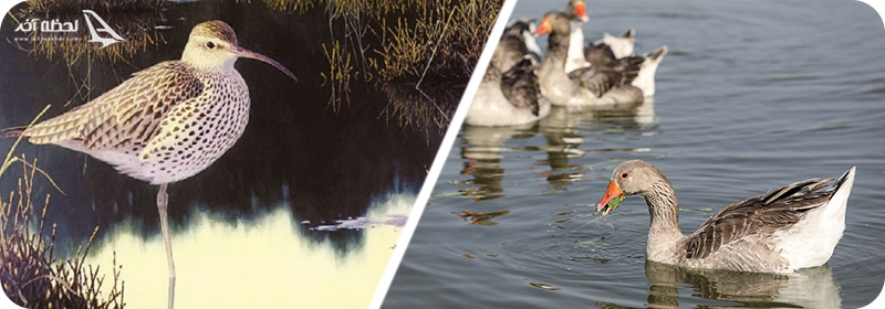 گونه‌ های جانوری تالاب شادگان