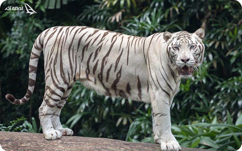 ماده ببر سیبری