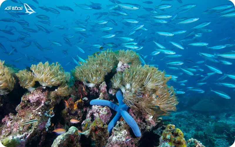 آکواریوم انزلی کجاست؟