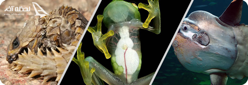 خورشید ماهی، غورباقه شیشه ای و مارمولک چنبره زن آرمادیلو