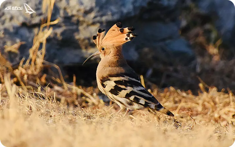 گونههای جانوری کوه ویتوشا