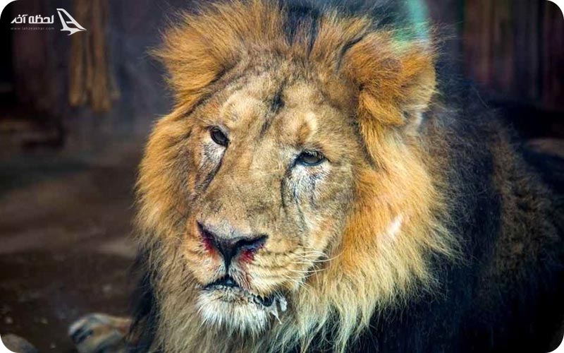 شیر در باغ وحش ارم