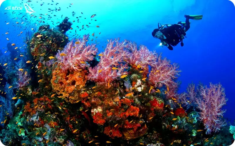 غواصی در جزیره زیبای کیش