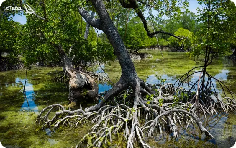 جنگل های حرا قشم