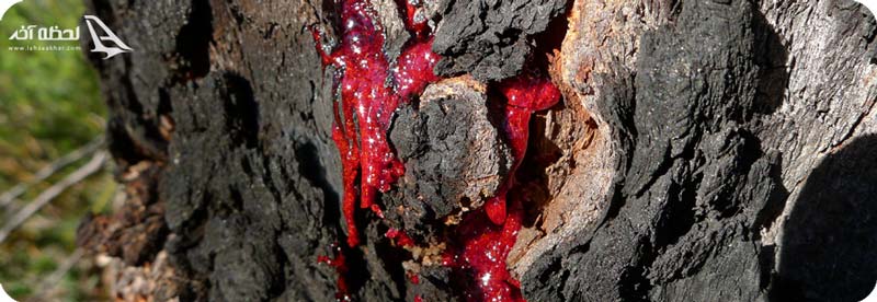 درخت خونی آفریقا