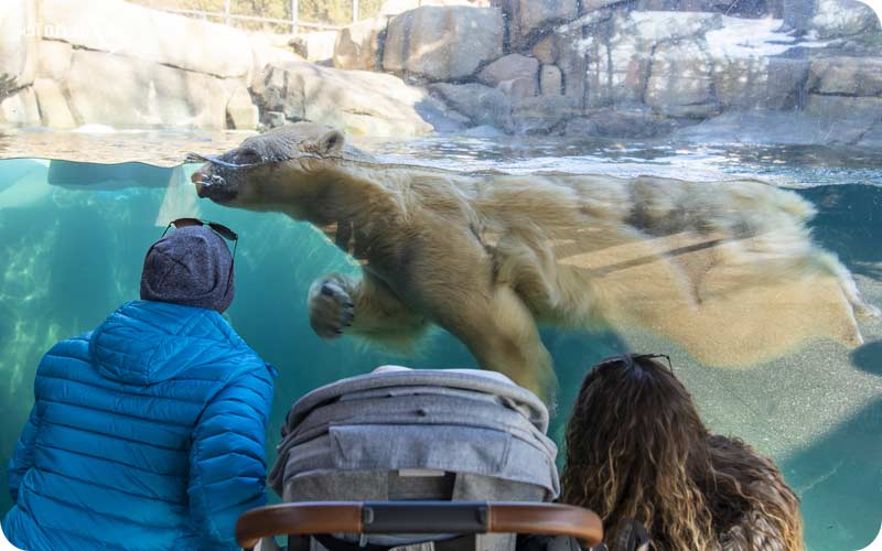 باغ وحش پارک لینکلن (Lincoln Park Zoo)