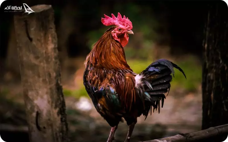 خروس سمبل فرانسه