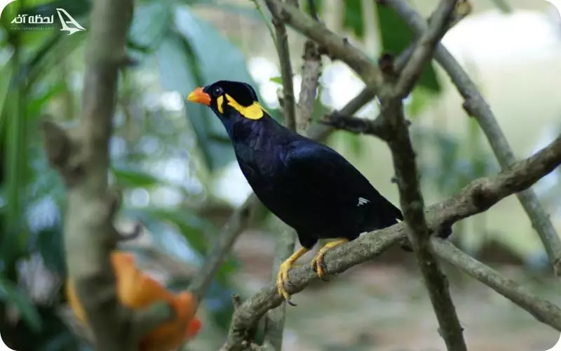 بهشت پرندگان