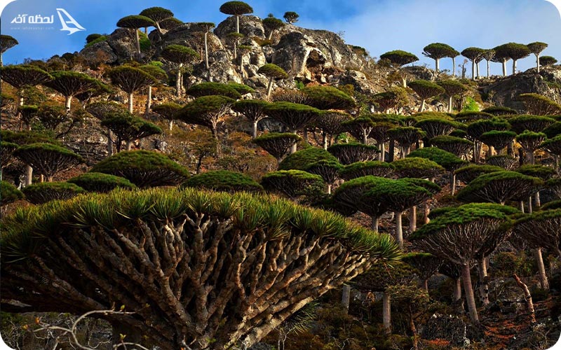 جنگل خون اژدها