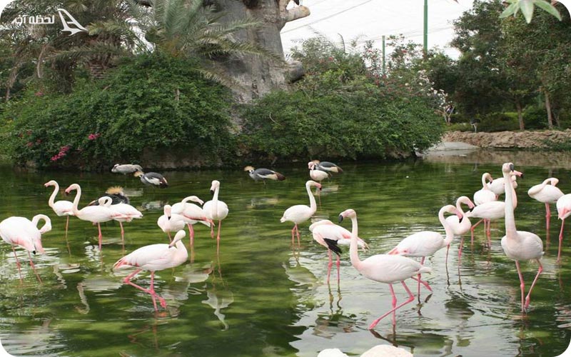 باغ پرندگان مشهد