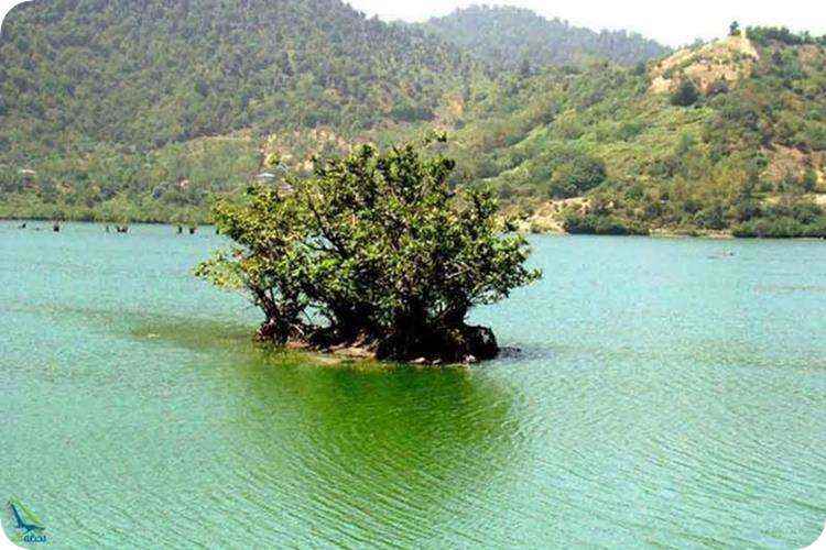 پوشش جانوری تالاب استیل