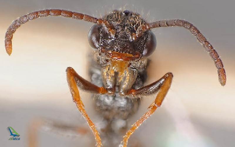 حشره های خطرناک