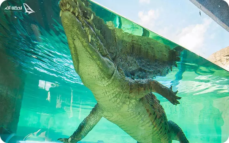 کروکودیل در آکواریوم کیش