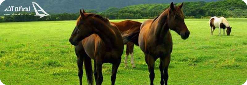 بندر ترکمن میزبان مسابقات اسب سواری