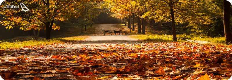 بهترین زمان بازدید از جنگل بلگراد