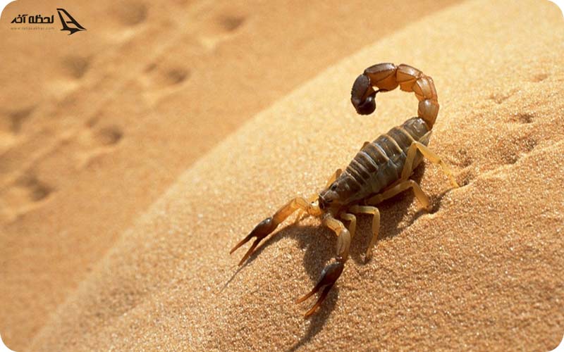 حیونات کویر مصر