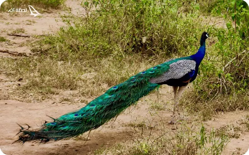 پارک ملی udawalawe