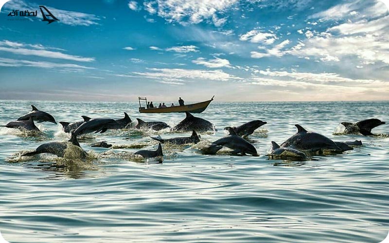 جزیره هنگام قشم