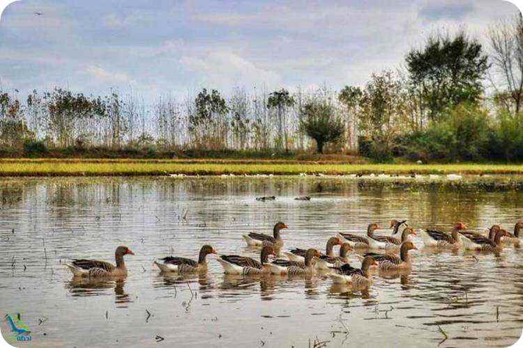 پرنده نگری در تالاب سیاه درویشان