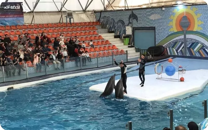 پارک دلفین های کیش