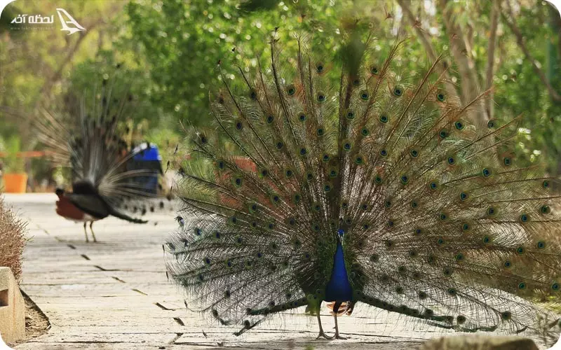 پرندگان محبوس