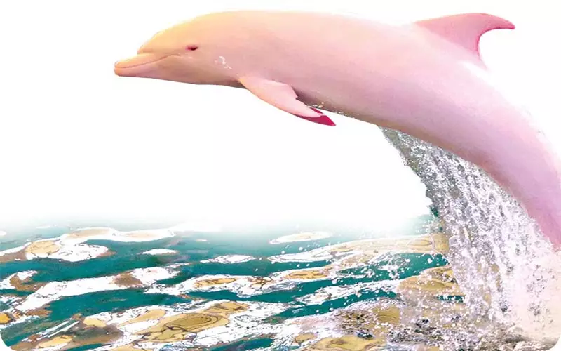 پارک دلفیناریوم سیمرغ