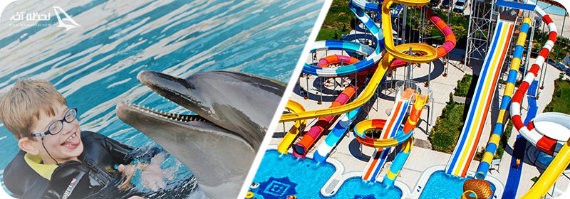 نمایش دلفین ها