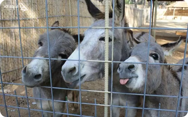 باغ وحش آنتالیا