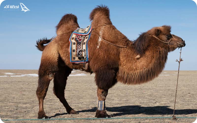 شتر دو کوهانه در باغ وحش ارم