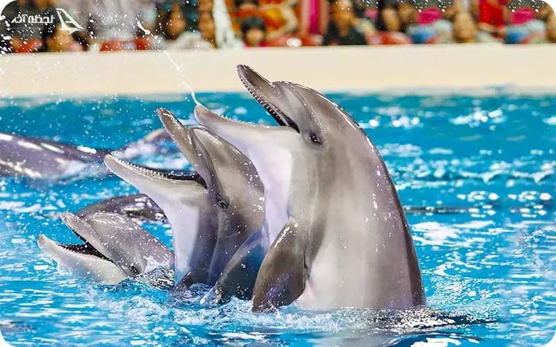 دلفیناریوم کیش