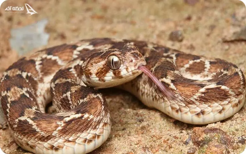 افعی فلس اره ای