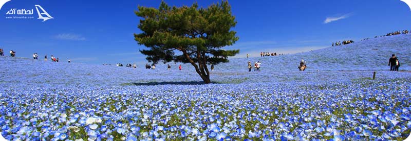 پارک ساحلی هیتاچی ژاپن