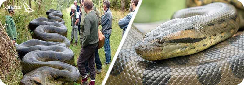 مارهای آناکوندا